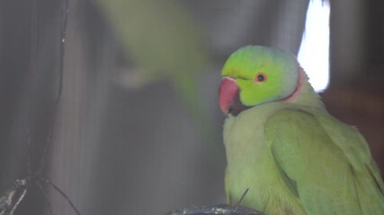 red and green parrot