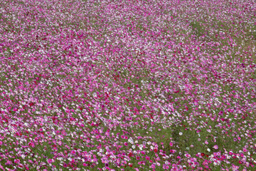 Cosmos in full bloom in the field