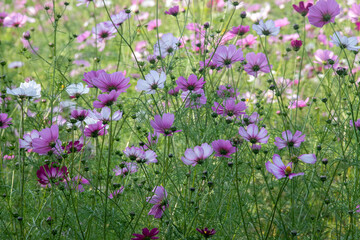 Fototapeta premium Cosmos in full bloom in the field