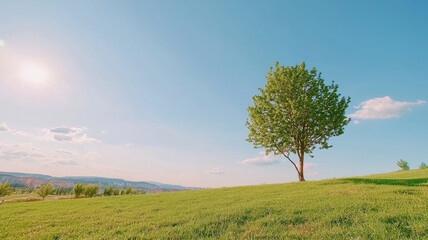 Fototapeta premium serene landscape featuring solitary tree on grassy hill under clear blue sky. warm sunlight creates peaceful atmosphere