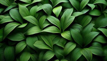 Obraz premium green leaves background flat lay