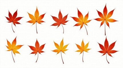 Isolated Autumn Maple Leaves on White Background