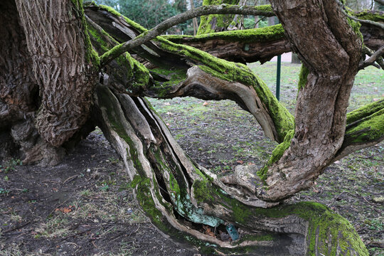 Catalpa, arbre remarquable &agrave; Gournay-sur-Marne