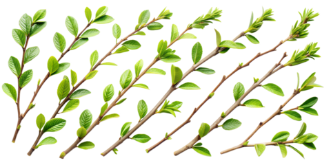 set of green twig png