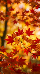 Fototapeta premium Autumn Blaze: Fiery Red & Gold Maple Leaves in Stunning Fall Foliage - Capture the Season's Beauty!