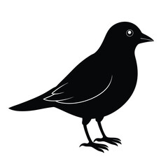 a silhouette bird in white background