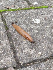 A slug crawls along the road