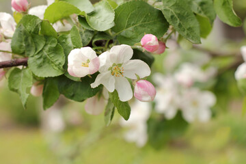flowers and buds on a branch of an apple tree close-up. soft aroma of spring