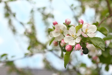 blooming flowers on apple tree close up. spring fruit garden