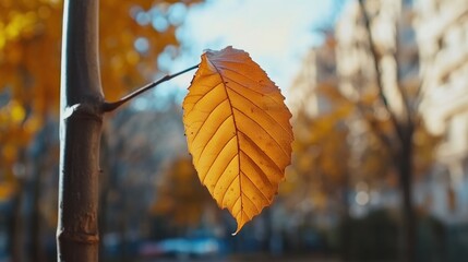 Obraz premium Golden Autumn Leaf Hanging On A Branch