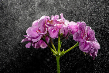 Obraz premium Purple geranium, A beautiful purple geranium with water drops and a black background, selective focus.