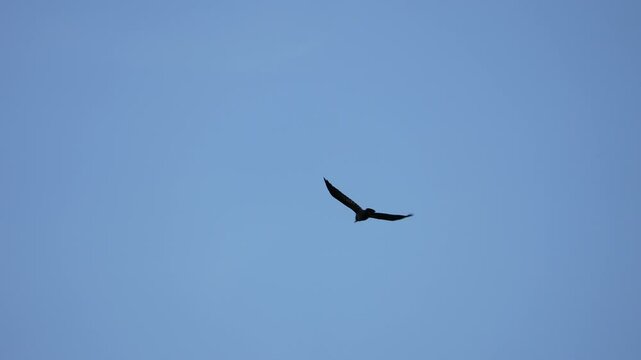 black raven flies through the blue sky slow motion. bird in the sky