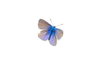 blue lycaenidae butterfly on white background