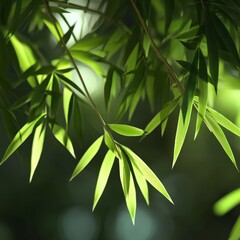 Fototapeta premium Lush Bamboo Leaves with Soft Sunlight Creating Gentle Shadows