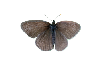 gray butterfly on white background