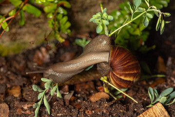 African snail, a large example of an African snail devouring a rue plant in a flowerbed, selective focus.