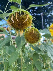 Wilted sunflowers on sunny day