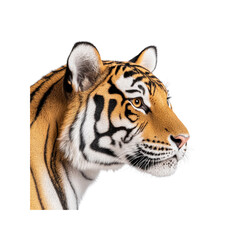 Obraz premium Majestic Siberian Tiger Profile Powerful and Enduring Wild Cat