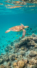 Fototapeta premium Sea Turtle's Serenity: Swimming Through a Vibrant Coral Reef Paradise - Underwater Beauty & Marine Life Adventure!