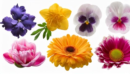 et of various beautiful blooming flowers isolated on transparent background 