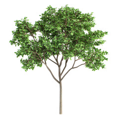 Obraz premium tree