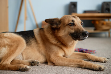 German Shepherd lying on carpeted floor in living room, appearing relaxed. Room features wooden furniture, colorful woven rug, and speakers on background shelf
