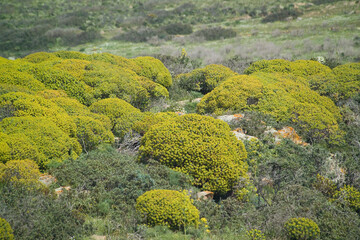 Landscape of Asinara near Santa Maria, characterized by euphorbia (euphorbia arborea). Asinara...