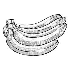 Hand-Drawn Bananas Line Art Vector Illustration