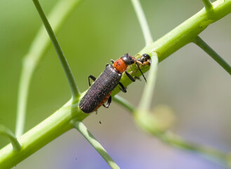cantharis fusca, soldier beetle Coleottero (Cantharis sp.). Sassari, Sardegna. Italia