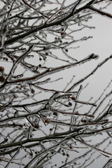 Winter Branches with Ice and Berries