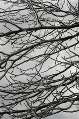 Winter Branches with Ice and Berries