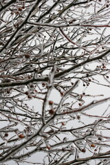 Winter Branches with Ice and Berries