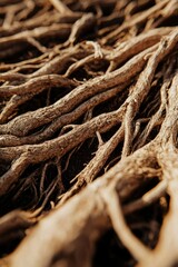 Fototapeta premium Close-up view of intertwined tree roots. Possible use Nature photography