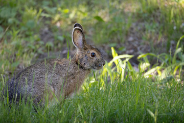 Side view of wild hare with ticks on face and ears sitting in the grass
