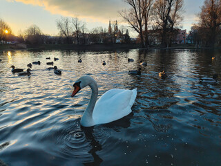swan on the lake  © Eugeniusz