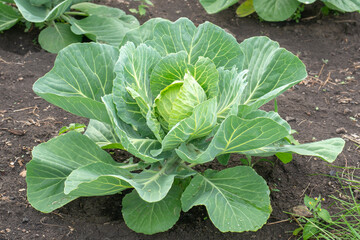 Cabbage. Young cabbage plant in the vegetable garden.