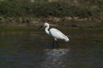 Obraz premium White egret, Egretta garzetta, Ardeidae, Stintino, Sardegna, (Sardinia), Italy (Mediterranean sea) 