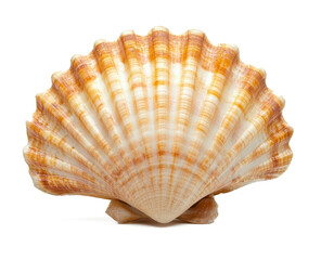 Obraz premium Scallop shell isolated on a white background, studio shot.