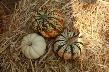 Nature decoration with pumpkins background