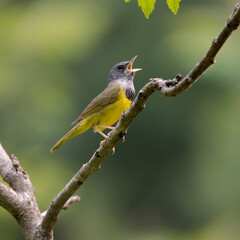 Male mourning warbler Geothlypis philadelphia singing while perched on branch