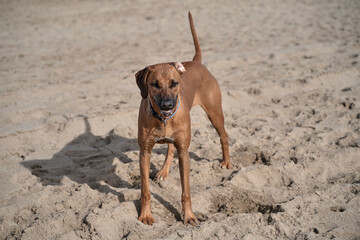 Brako dog eats from his owner's hand on the beach on a sunny day