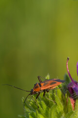 Adelphocoris is a genus of capsid bugs in the Mirini tribe. Hemipteran insect, Calocoris nemoralis, on a leaf