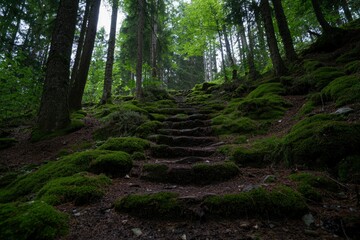 Mossy Forest Path Upward