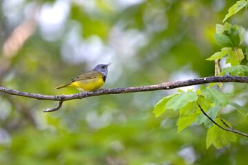 Side view of a male mourning warbler Geothlypis philadelphia perched on a branch