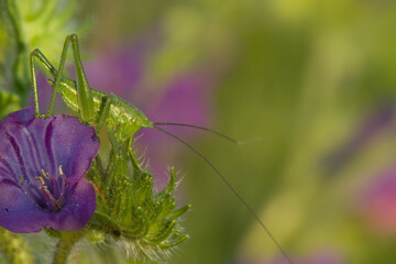 Orthopteran, tettigonia viridissima. Asinara Island, Porto Torres, SS, Sardinia, Italy