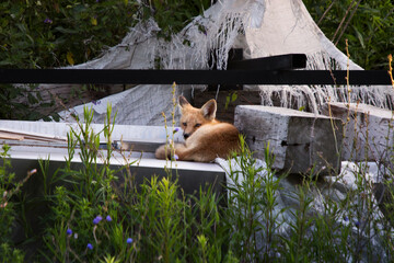 Red fox vulpes resting on a pile of discarded junk in a vacant lot