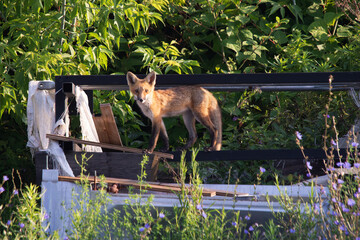 Red fox vulpes standing on a pile of discarded junk in a vacant lot