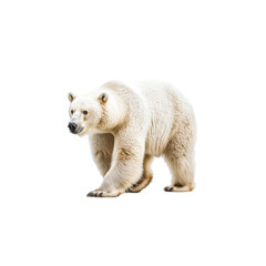 Majestic Polar Bear Walking on Snowy Landscape in Natural Habitat