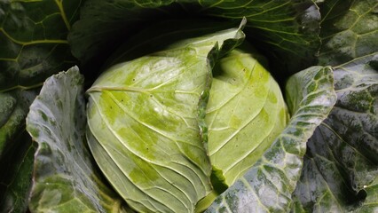 fresh green cabbage