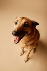 Close-up image of an adorable brown dog sitting on a beige background while looking excited with mouth open and eyes sparkling